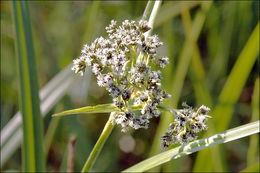 Слика од Scirpus sylvaticus L.