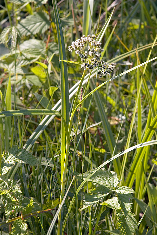 Слика од Scirpus sylvaticus L.