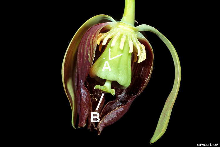 Image of California pitcherplant