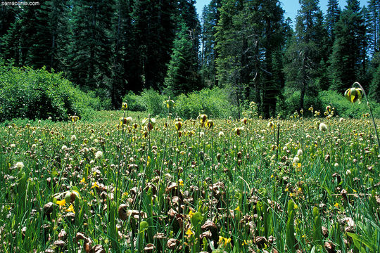 Image of California pitcherplant