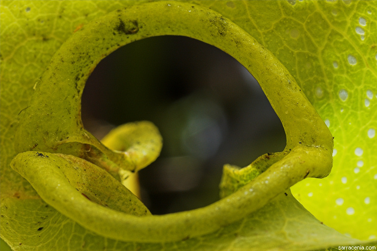 Image of California pitcherplant