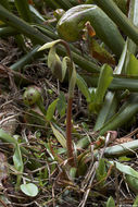 Image of California pitcherplant