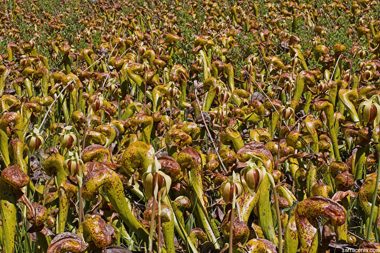 Image of California pitcherplant