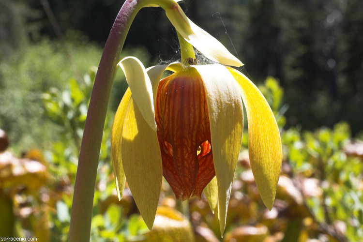 Image of California pitcherplant