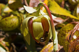 Image of California pitcherplant