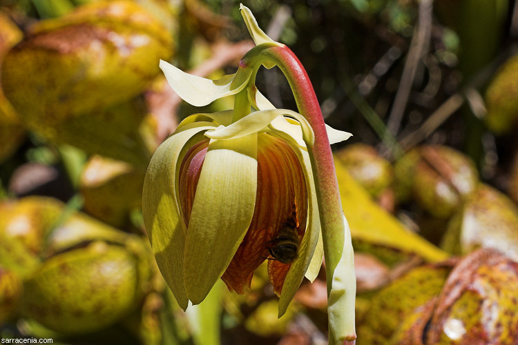 Image of California pitcherplant