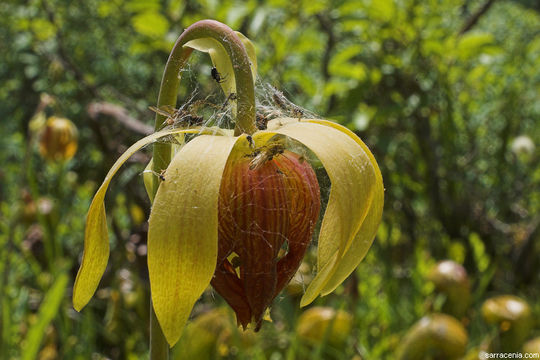 Image of California pitcherplant