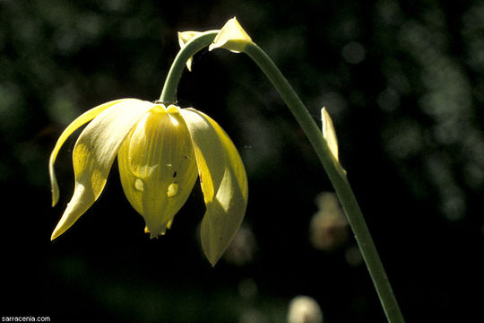 Image of California pitcherplant