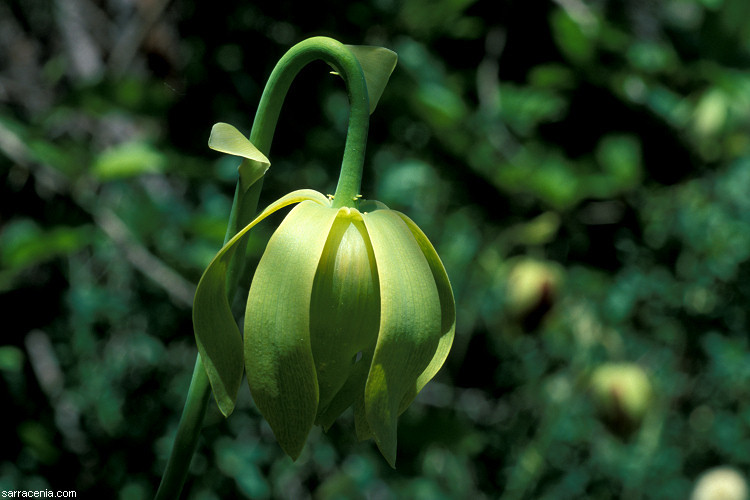 Image of California pitcherplant