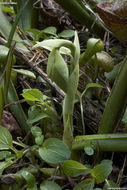 Image of California pitcherplant