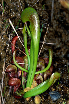 Image of California pitcherplant