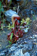 Image of California pitcherplant