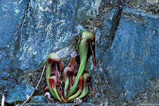 Image of California pitcherplant