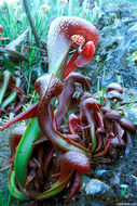 Image of California pitcherplant