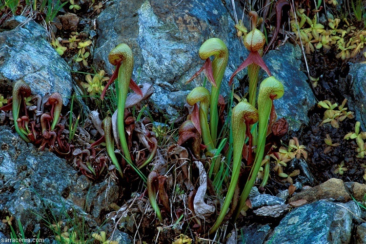 Image of California pitcherplant