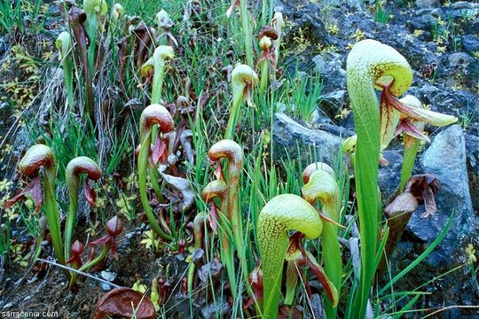 Image of California pitcherplant