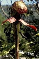 Image of California pitcherplant