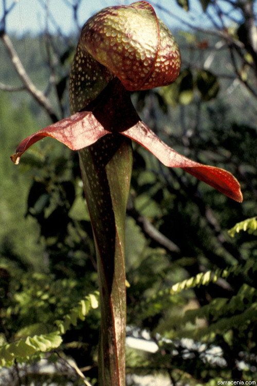 Image of California pitcherplant