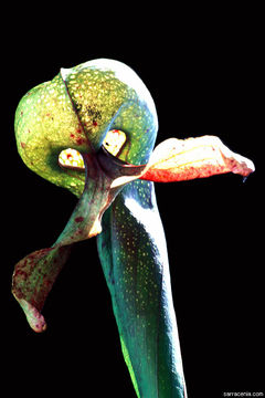 Image of California pitcherplant