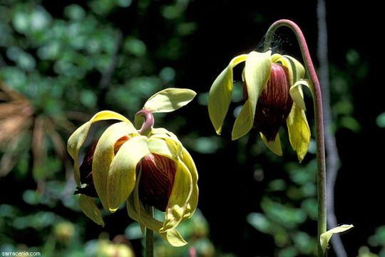 Image of California pitcherplant