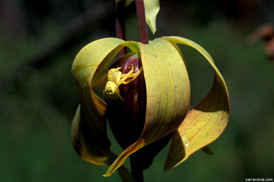 Image of California pitcherplant