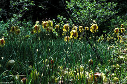 Image of California pitcherplant