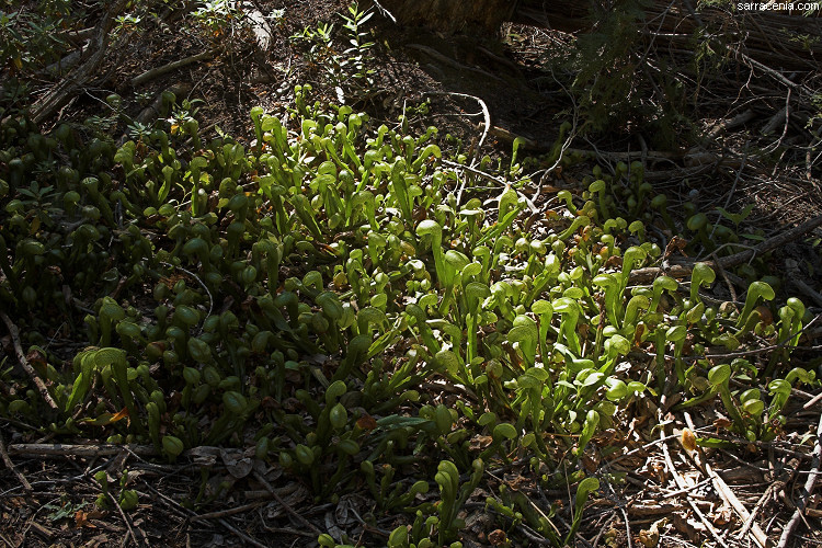 Image of California pitcherplant