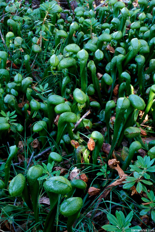 Image of California pitcherplant