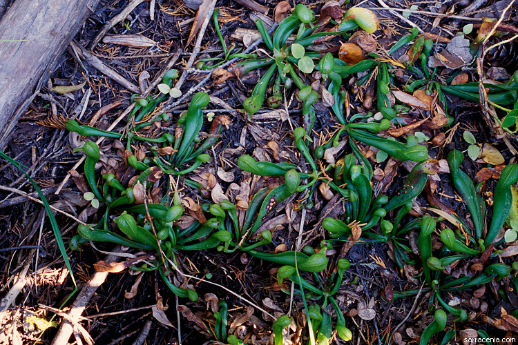 Image of California pitcherplant