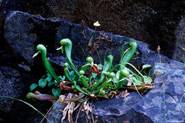 Image of California pitcherplant