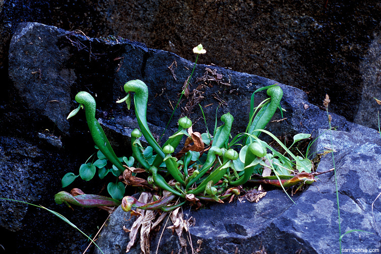 Image of California pitcherplant