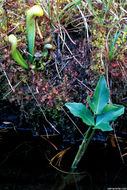 Image of California pitcherplant