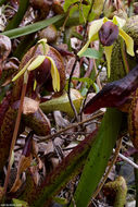 Image of California pitcherplant