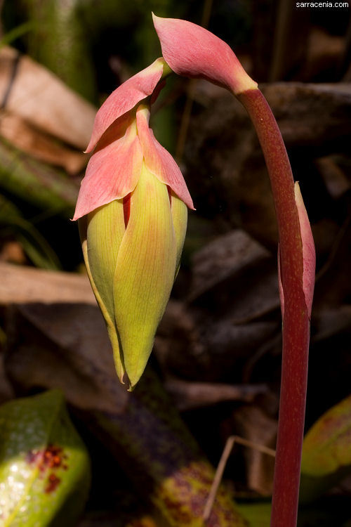 Image of California pitcherplant