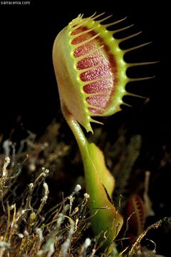 Image of Venus flytrap