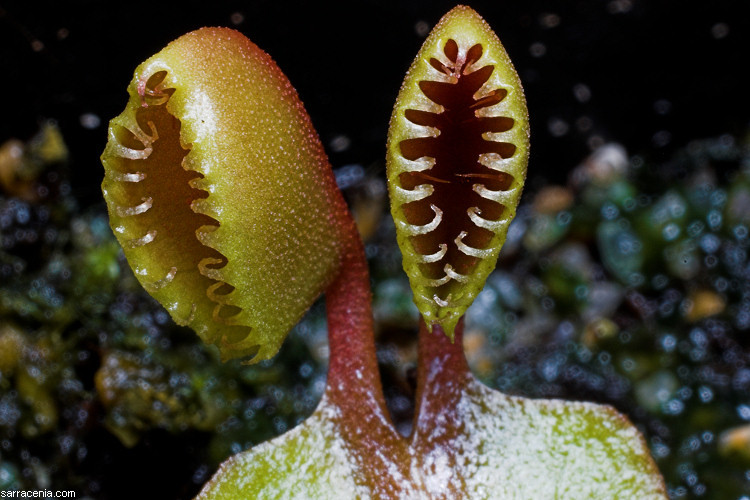 Image of Venus flytrap