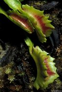 Image of Venus flytrap