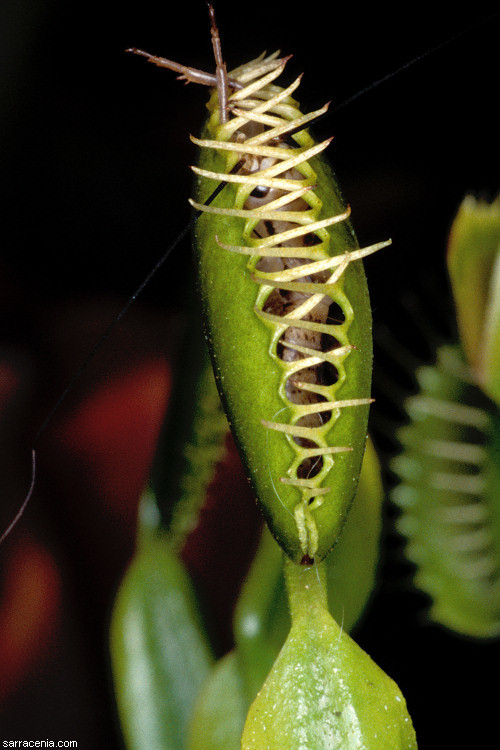 Image of Venus flytrap