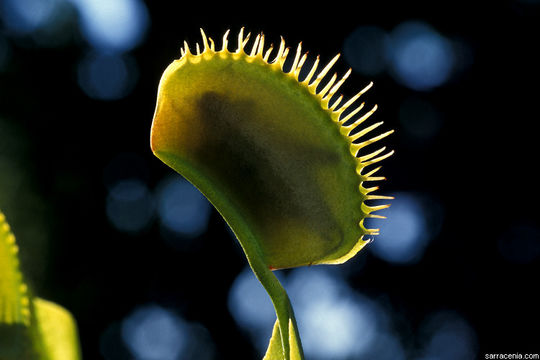 Imagem de Dionaea muscipula Ellis