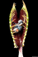 Image of Venus flytrap