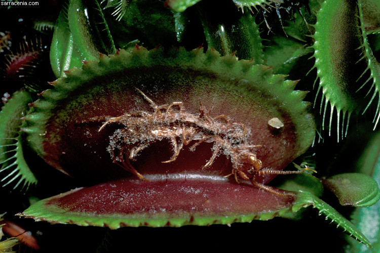 Image of Venus flytrap