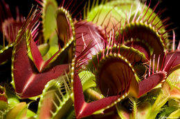 Image of Venus flytrap