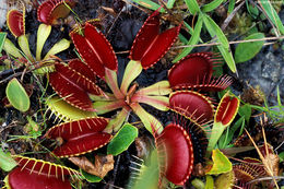 Image of Venus flytrap