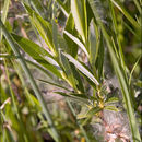 Image of Rosemary-leaved Willow