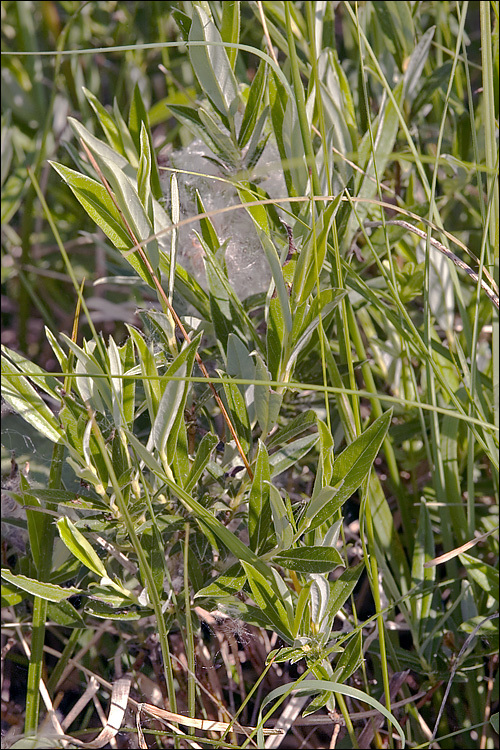 Imagem de Salix rosmarinifolia L.