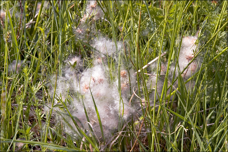 Imagem de Salix rosmarinifolia L.