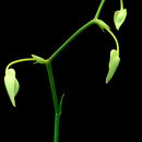 Image de Utricularia alpina Jacq.