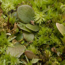 Sivun Utricularia amethystina Salzm. ex A. St. Hil. & Girard kuva