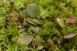 Image of Florida purple bladderwort