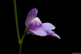 Image of Florida purple bladderwort